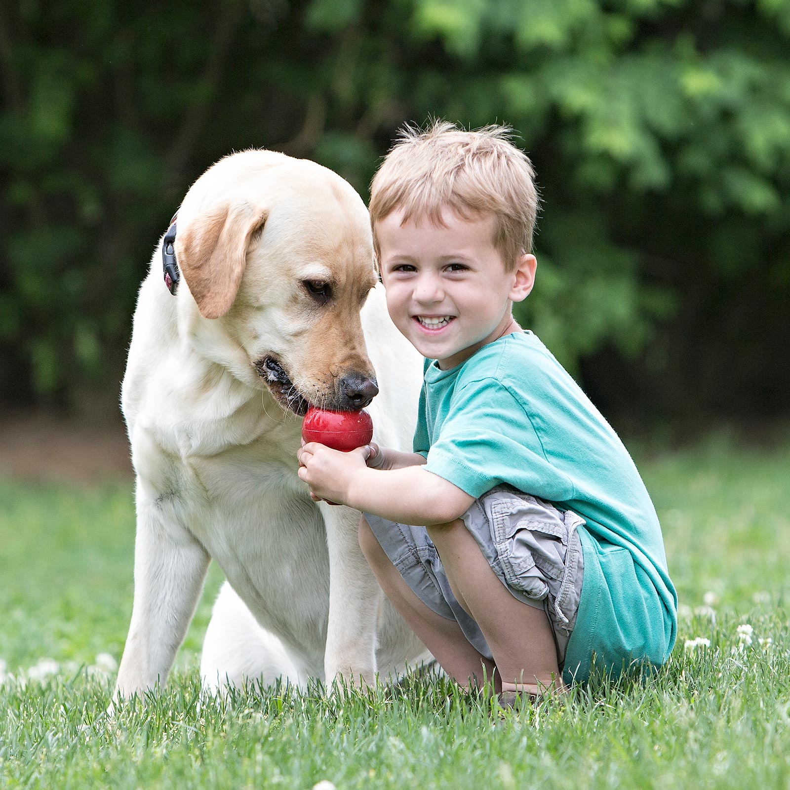 KONG Classic Rubber Toy for Large Dogs by Barf Time