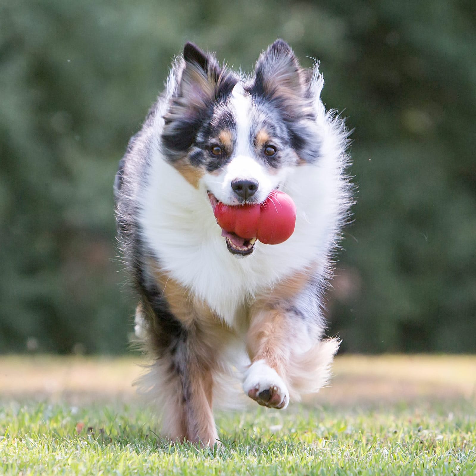 KONG Classic Rubber Toy for Dogs by Barf Time