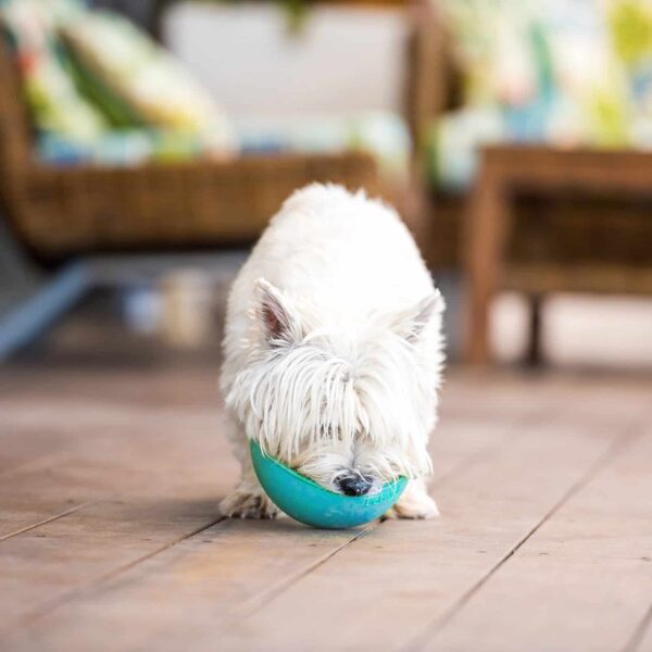 LickiMat Wobble Bowl for All Dogs by Barf Time