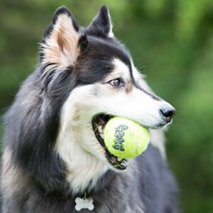 KONG SqueakAir Toy for Large Dog Breeds by Barf Time