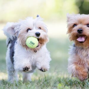 KONG SqueakAir Toy for Small Dog Breeds by Barf Time