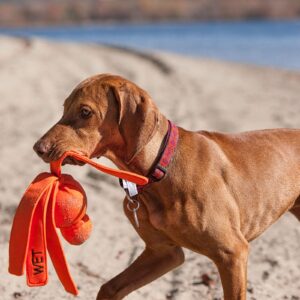 KONG Water Toy for Dogs by Barf Time