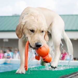 KONG Swimming Toy for Dogs by Barf Time