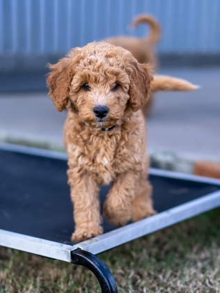 Gemstone Groodles Puppy Cream