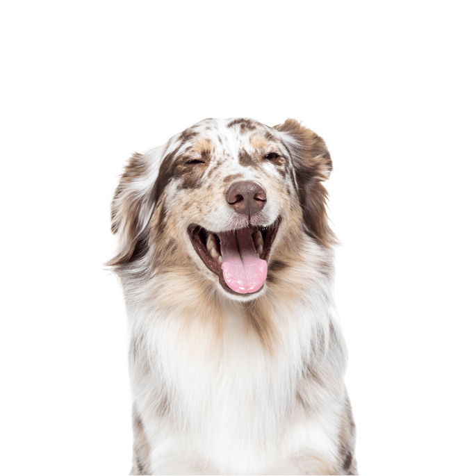 Specialist Raw Food for Dogs & Cats by Barf Time