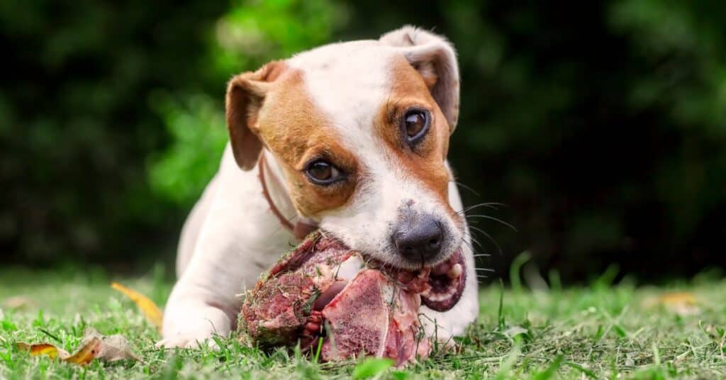 Optimise Gut Health for Dogs by Barf Time