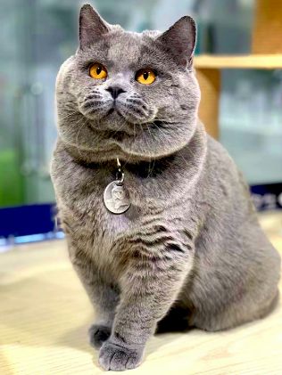 Bruno Testimonial Raw Cat Food by Barf Time