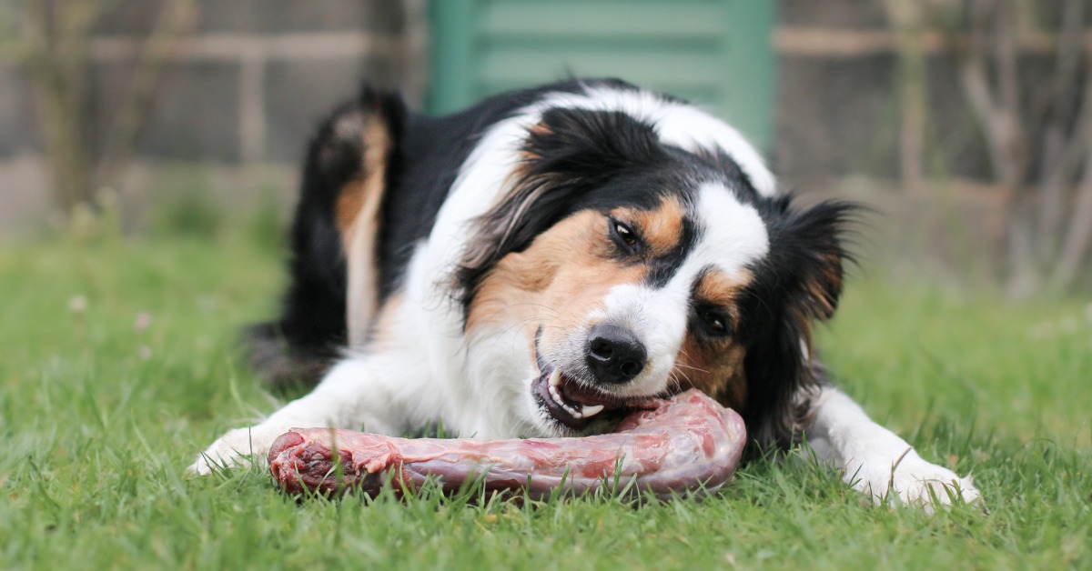 How to Transition Your Dog to Raw | Barf Time