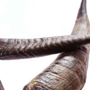 Marrow-filled Goat Horn Treats for Dogs by Barf Time